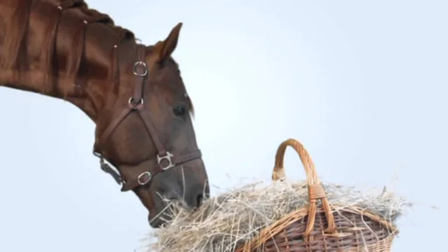 Video Preview Image